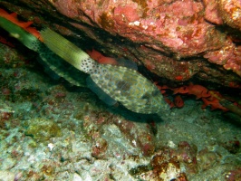 19  Scrawled Filefish IMG 2719